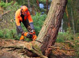 Best Seasonal Cleanup (Spring/Fall)  in Bonny Doon, CA