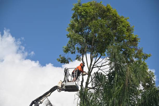 Best Tree and Shrub Care  in Bonny Doon, CA