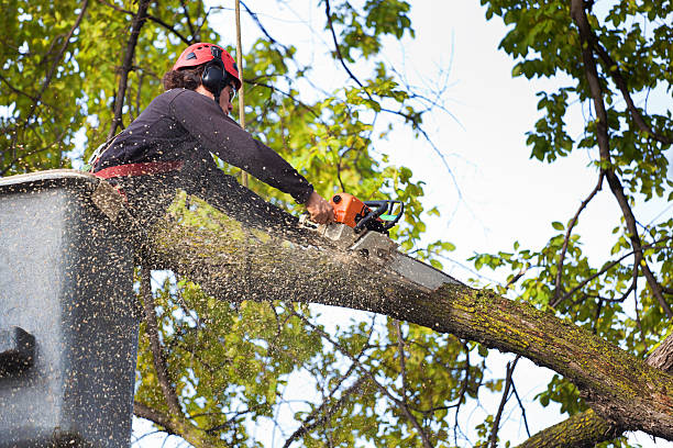 Best Fruit Tree Pruning  in Bonny Doon, CA